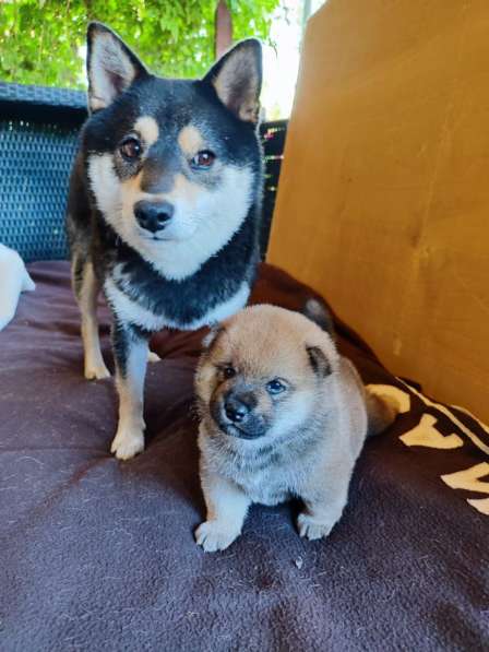 Сиба ину щенок в Москве фото 4