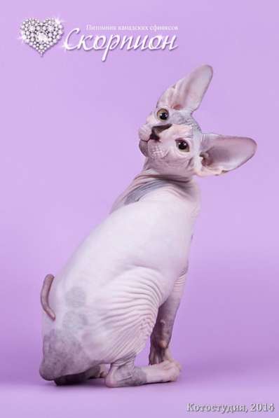 Сфинкс–одна из старейших пород кошек в фото 3