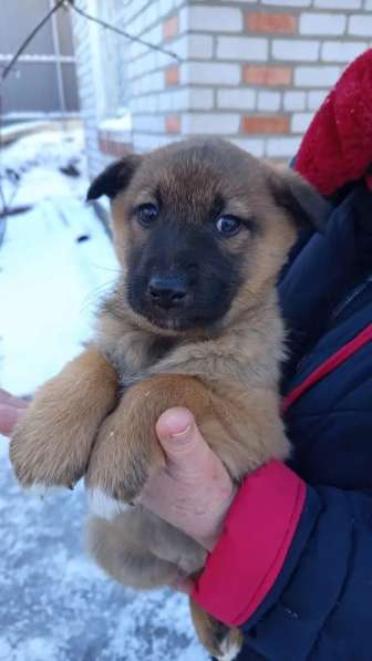 Животные в добрые руки