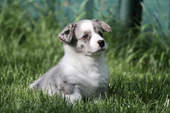 Вельш корги кардиган-мальчик в Москве фото 7