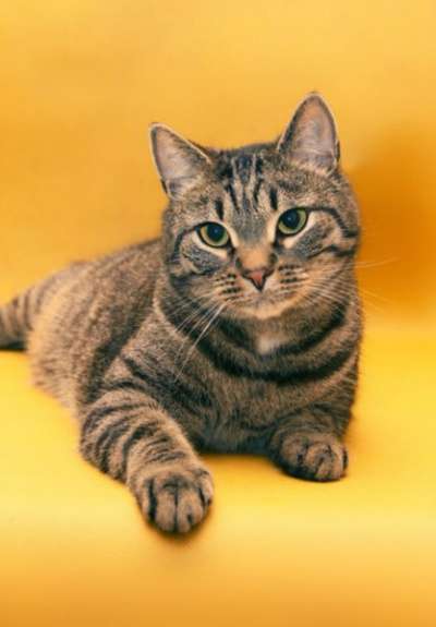 Отдам даром Василиус - эрмитажный кот в Санкт-Петербурге