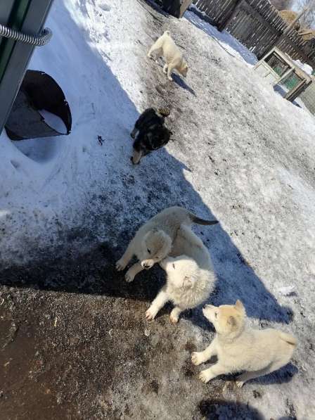 Щенки в Москве