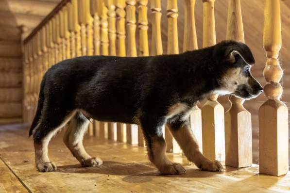 Мальчик в добрые руки в Москве фото 8