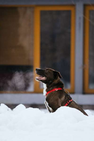 Собака в добрые руки в Москве фото 7