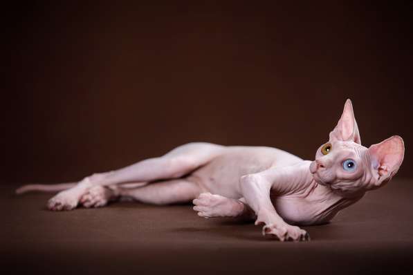 Гуманоид? Котёнок Эльф, бамбино, двэльф, сфинкс! в Ярославле