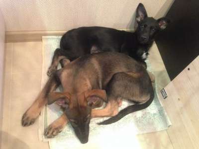 Отдам даром Славные малыши ищут дом в Санкт-Петербурге