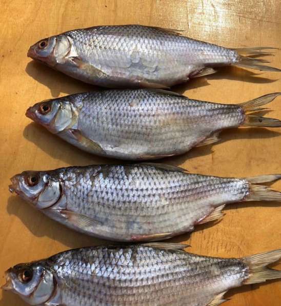 Вобла икряная в Москве