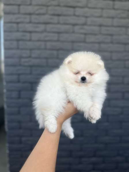 Щенки шпица в фото 5