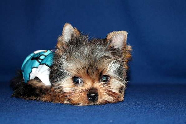 Стандартный мальчик Йоркширского терьера в Москве фото 5