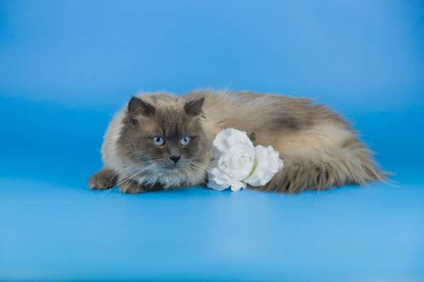Невские маскарадные котята в Севастополе фото 31