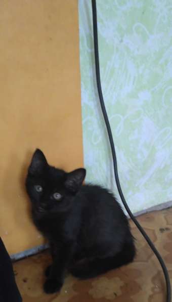 Отдам котенка Девочка, черная полностью в Красноярске фото 4