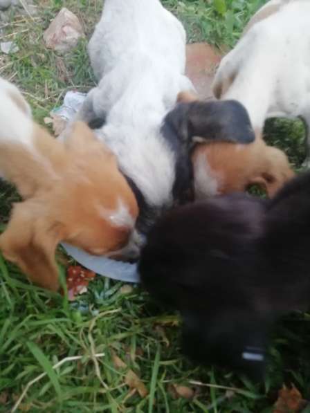 Щенки в хорошие руки в фото 6