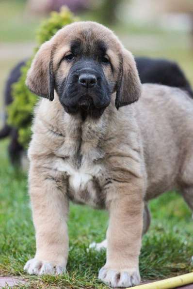 Породные щенки испанского мастифа в Москве фото 4