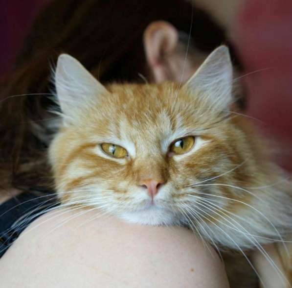 Рыжий кот в добрые руки в Москве фото 9