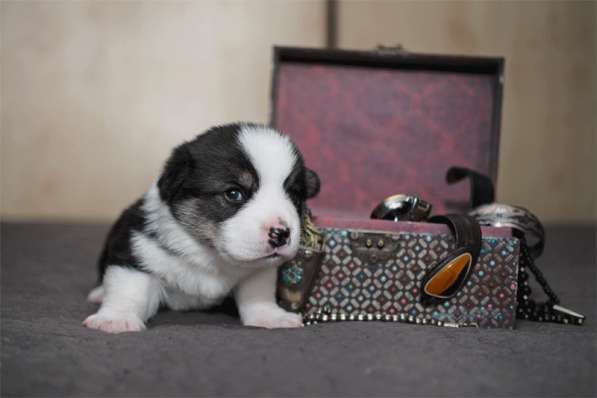 Щенки вельш корги пемброк в Москве фото 10