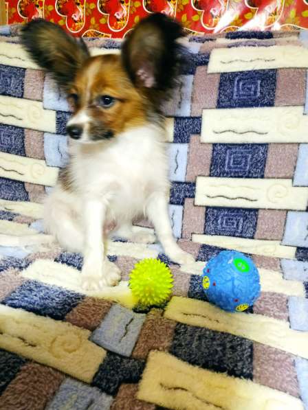 Щенки папийона в Ростове-на-Дону фото 16