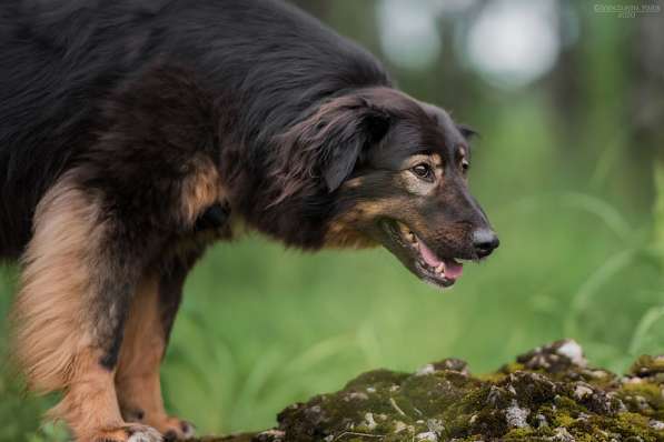 Собака-терапевт Пайпер ищет семью в Москве фото 19