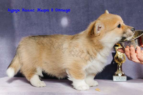 CHIOTS WELSH CORGI PEMBROKE в Нижнем Новгороде фото 14