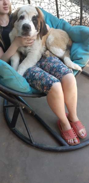 Щенки сенбернара в фото 63