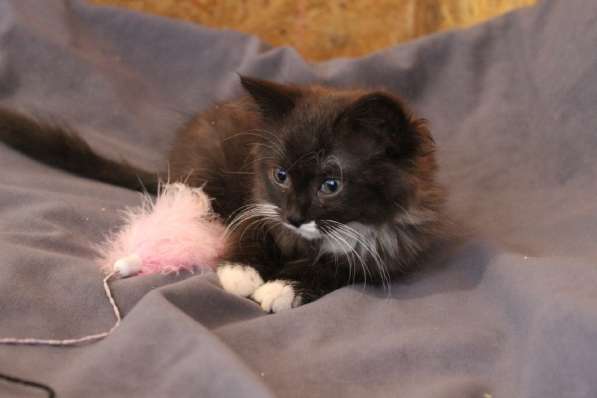 Зеленоглазая нежная красавица-кошка в Санкт-Петербурге фото 30