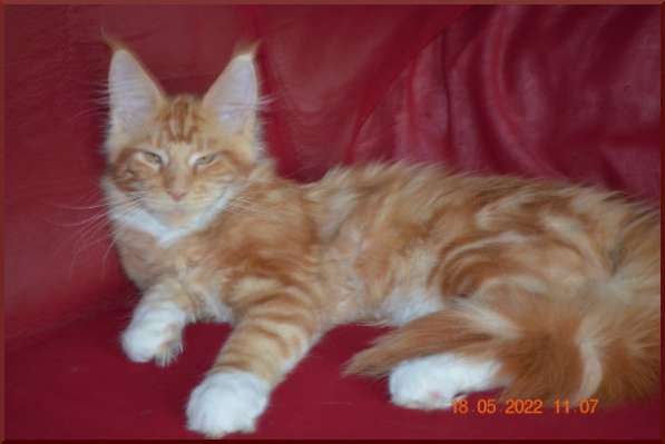 Роскошный черный котик мейн-кун из питомника в Астрахани фото 36