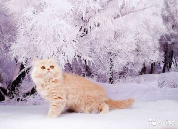 Продаются Британские длинношерстные котятки в Санкт-Петербурге фото 3