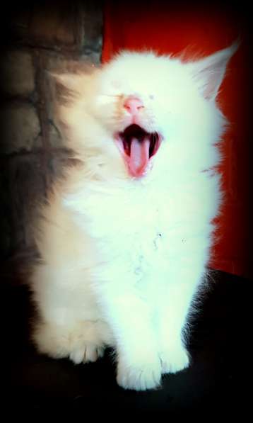 Мейн-кун белые котята в фото 3