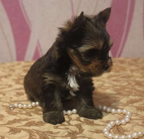 Мини мальчик йорк в Москве фото 4