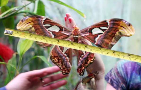 Живая бабочка к 8 марта! в Анапе фото 5