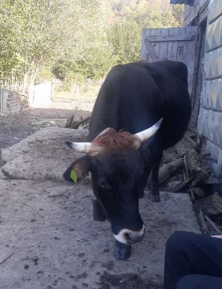 Продается корова тельная (5 месяцев), и бычки в Туапсе