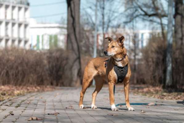 Собачка Нага в поисках дома и хозяина в Москве фото 3