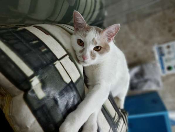 Супер ласковый котик Серега ищет дом и семью! в Москве фото 5