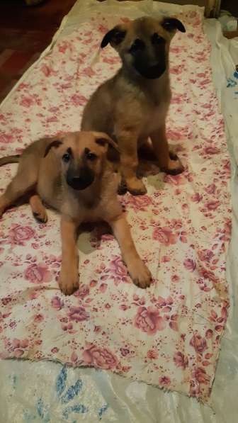 В добрые руки в Саратове фото 4