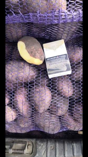 Картофель в Белореченске фото 3