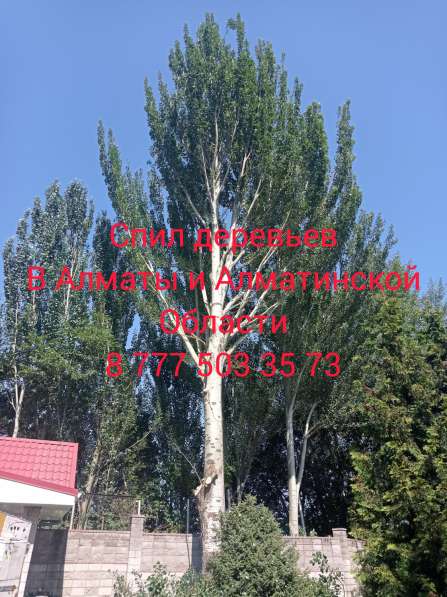 Спил деревьев в Алматы и Алматинской области
