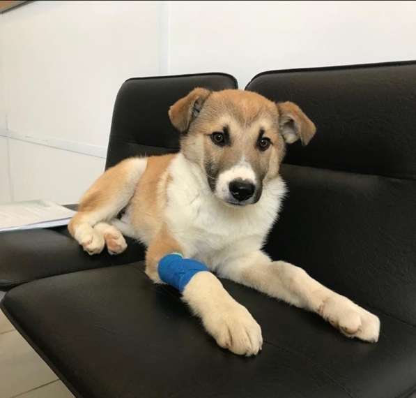 Красивые и очень умные щенки в Санкт-Петербурге фото 23