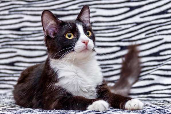 Котик Макс в поисках родителей в Москве