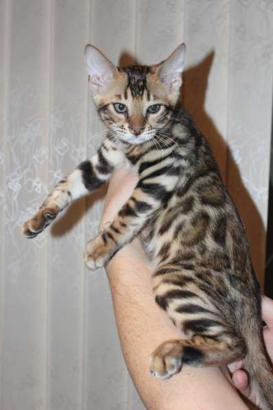 Продаем котят бенгальской и абиссинской породы в Москве фото 3