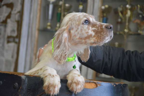 Английский сеттер щенки из элитного питомника в Москве фото 55