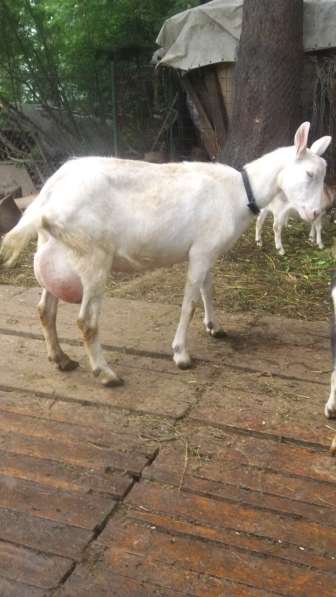 Чистопородные зааненские козлики в Голицыне фото 29