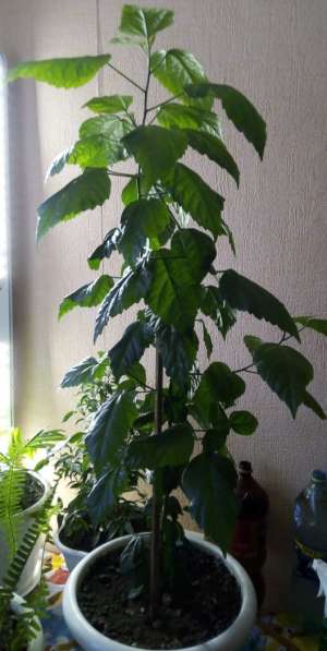 Кит. роза в Нерюнгрях фото 3