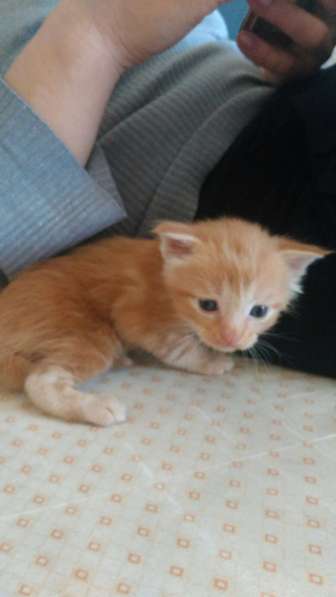 Майнкун в Москве