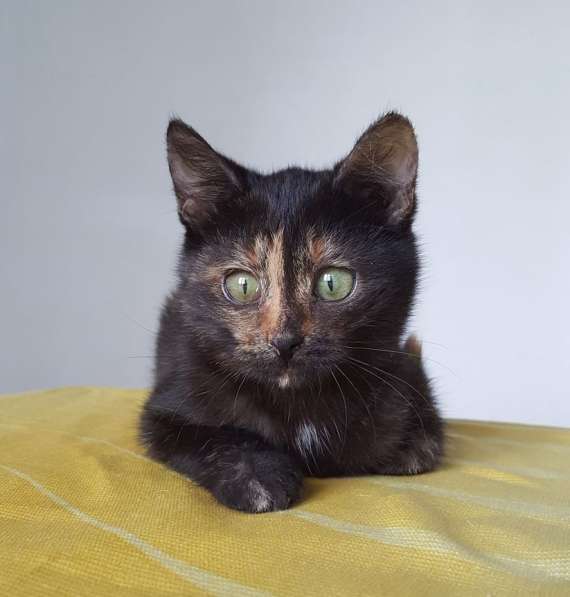 Котенок Лучик, девчушка-очаровашка. В добрые руки в Москве фото 4