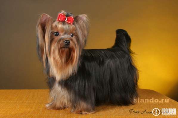 Йоркширские терьеры, питомник, с доставкой в Екатеринбурге фото 3