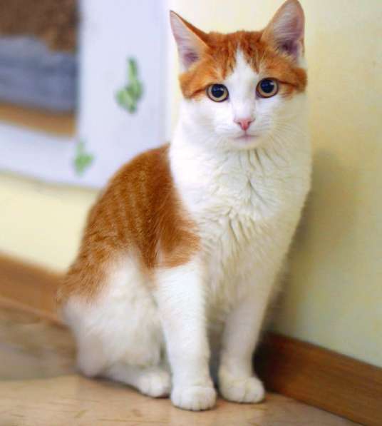 Нежный рыжик котенок Ёшка ищет дом. в Москве фото 6