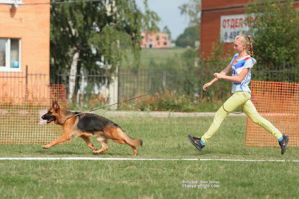 Щенки немецкой овчарки в Москве фото 11