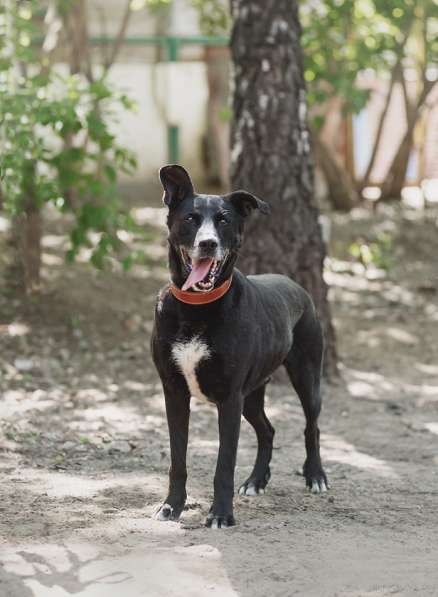 Статный красавец Виконт ищет семью в Москве фото 44