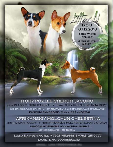 Щенки басенджи в Череповце фото 3