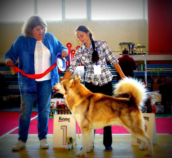 Щенки аляскинского маламута в Москве фото 3