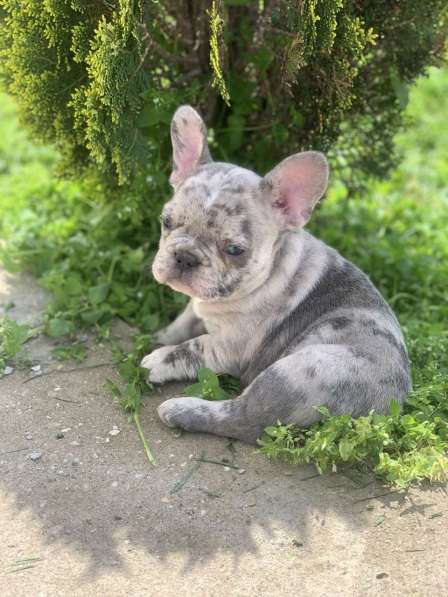 French bulldog в фото 20